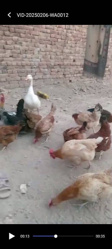 Golden misri murgiya or murga duck checks for sale03220879923 5