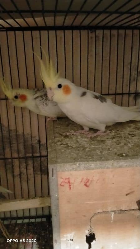 cocktail males  for sale 2