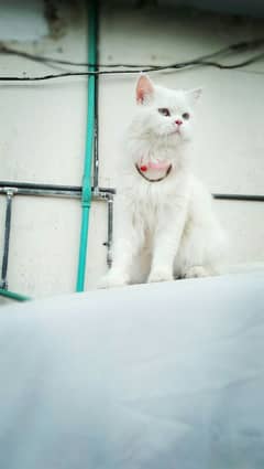 Male persian cat