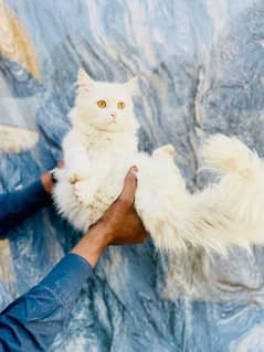 Cat Persian| Blue eye| Baby| kitten| Punch face| triple kot-⁠ᄒ⁠ᴥ⁠ᄒ⁠-