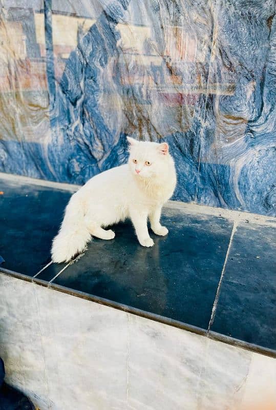 Cat Persian| Blue eye| Baby| kitten| Punch face| triple kot-⁠ᄒ⁠ᴥ⁠ᄒ⁠- 1