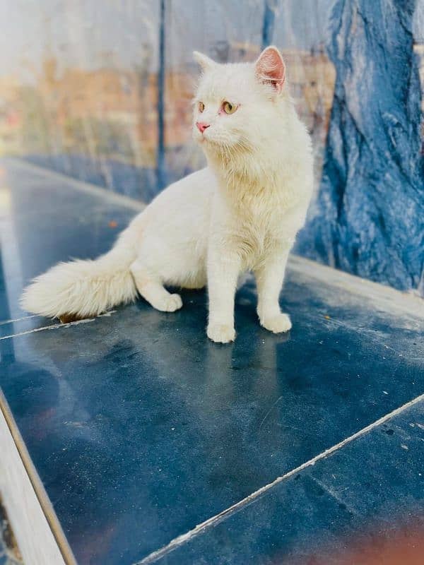 Cat Persian| Blue eye| Baby| kitten| Punch face| triple kot-⁠ᄒ⁠ᴥ⁠ᄒ⁠- 2