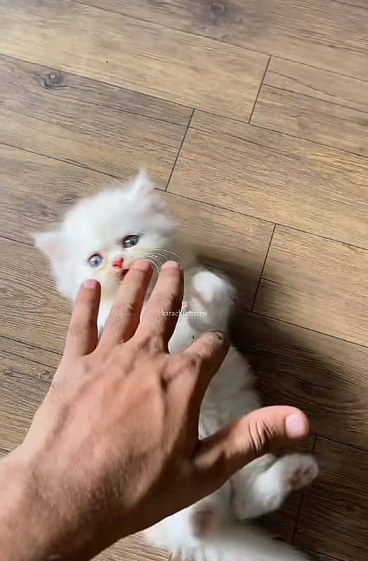 Cat Persian| Blue eye| Baby| kitten| Punch face| triple kot⁠⁠:⁠ 0