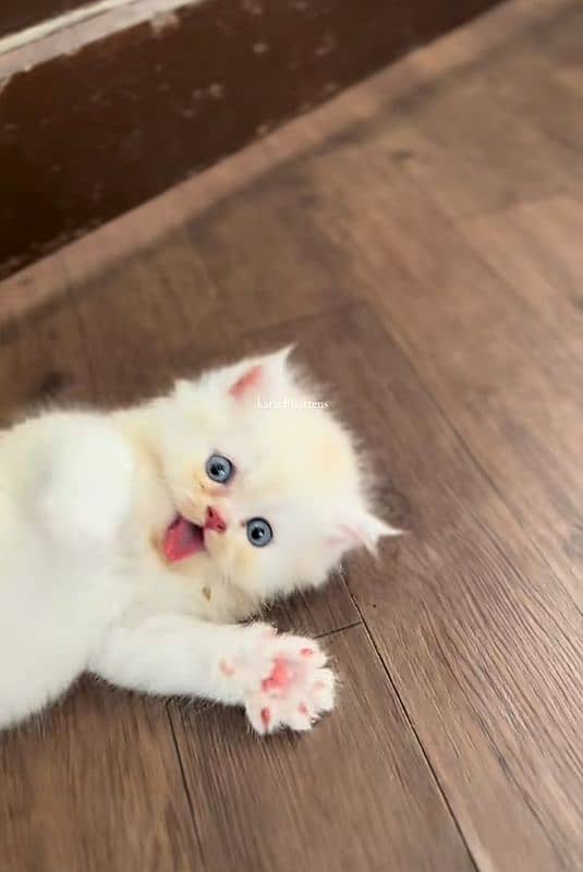 Cat Persian| Blue eye| Baby| kitten| Punch face| triple kot⁠⁠:⁠ 1