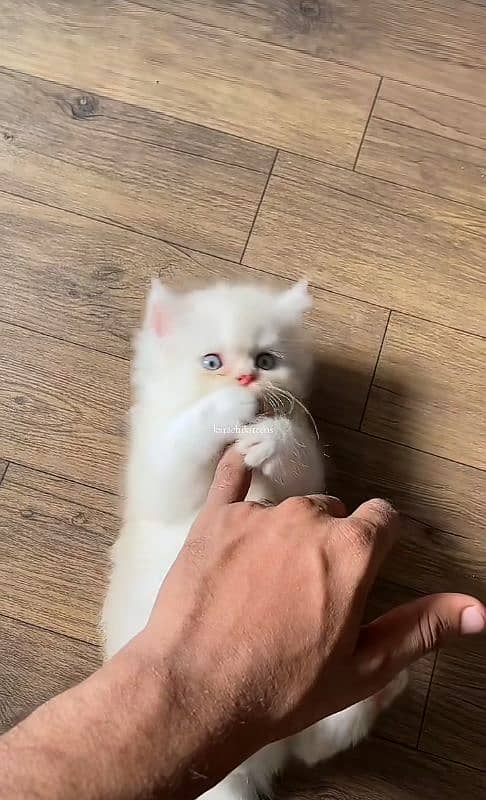 Cat Persian| Blue eye| Baby| kitten| Punch face| triple kot⁠⁠:⁠ 2