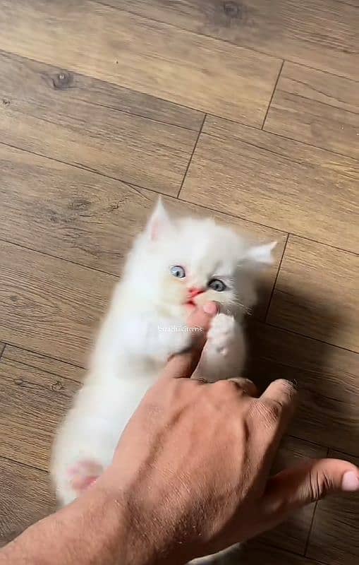 Cat Persian| Blue eye| Baby| kitten| Punch face| triple kot⁠⁠:⁠ 3