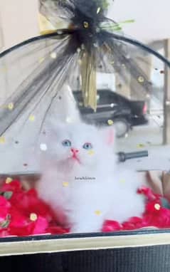 Cat Persian| Blue eye| Baby| kitten| Punch face| triple kotO⁠_⁠o