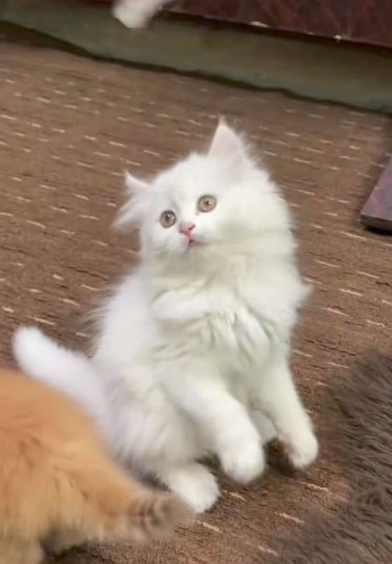 Cat Persian| Blue eye| Baby| kitten| Punch face| triple kot 0