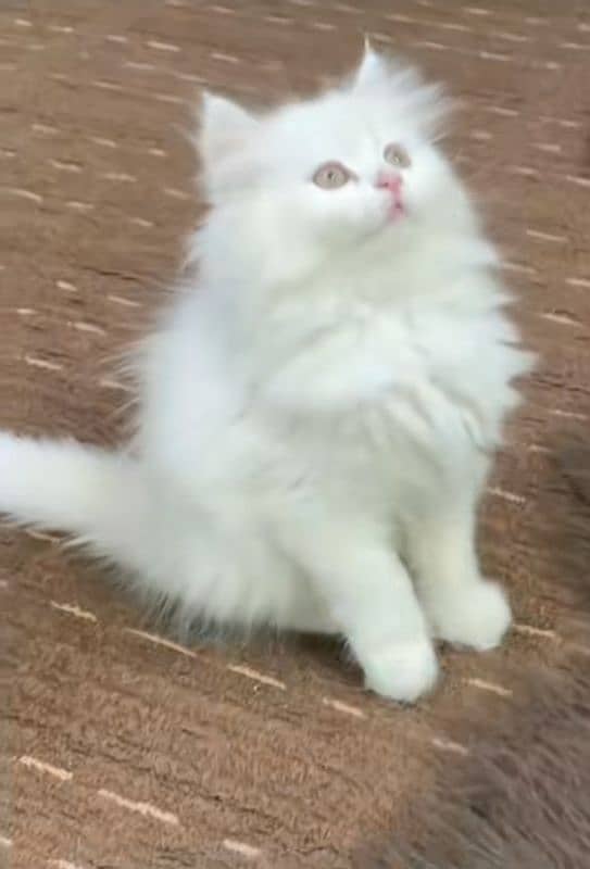 Cat Persian| Blue eye| Baby| kitten| Punch face| triple kot 2