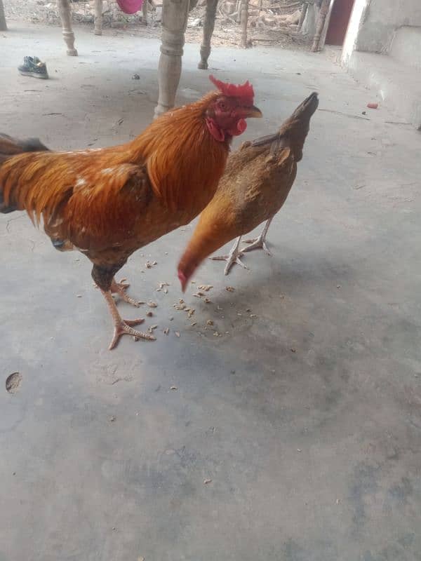 pair for sell urgent egg laying 1