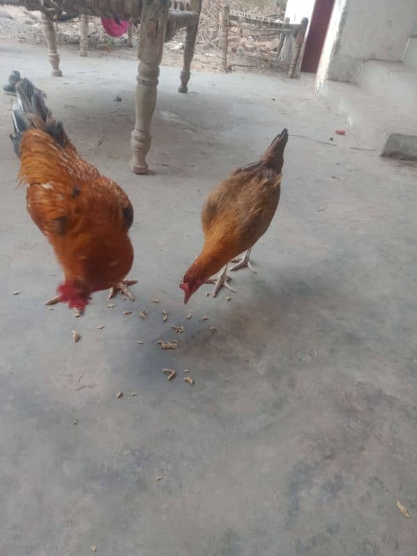 pair for sell urgent egg laying 2