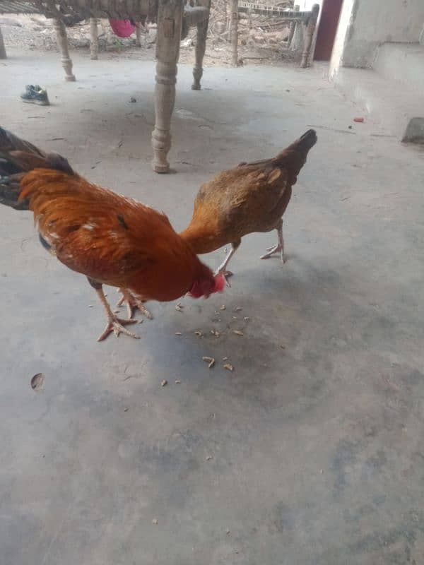 pair for sell urgent egg laying 3