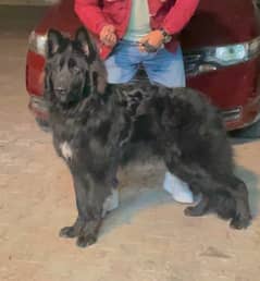 german shepherd black long hair male