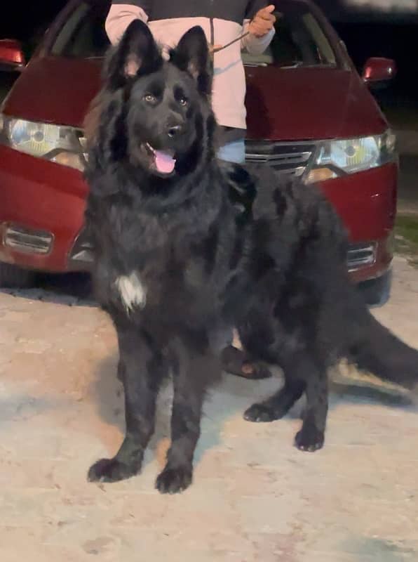 german shepherd black long hair male 1