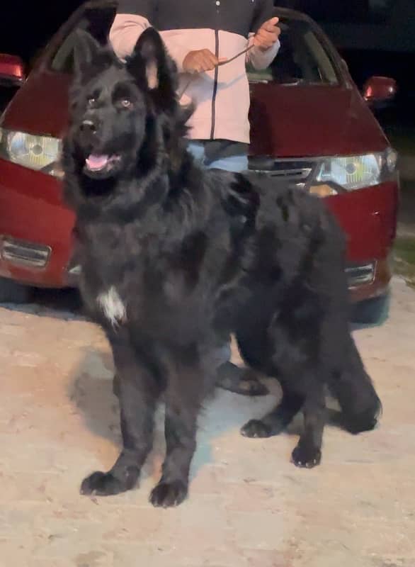 german shepherd black long hair male 2