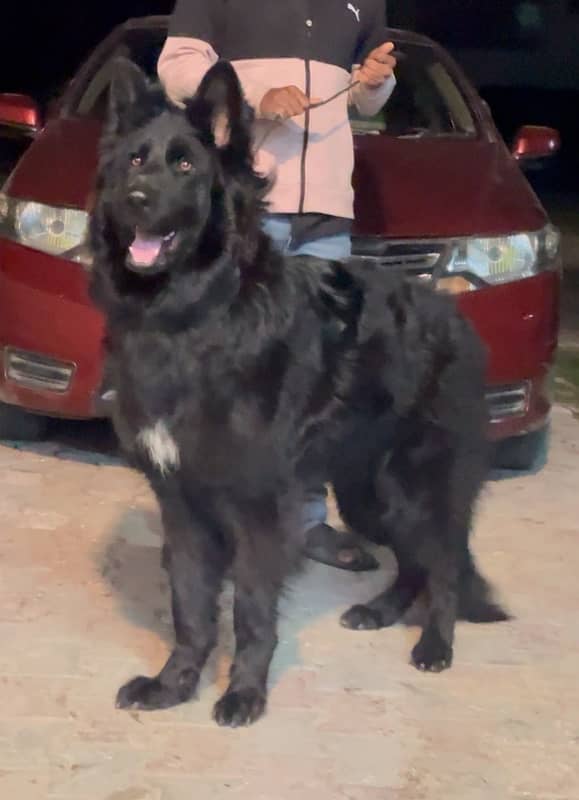 german shepherd black long hair male 3