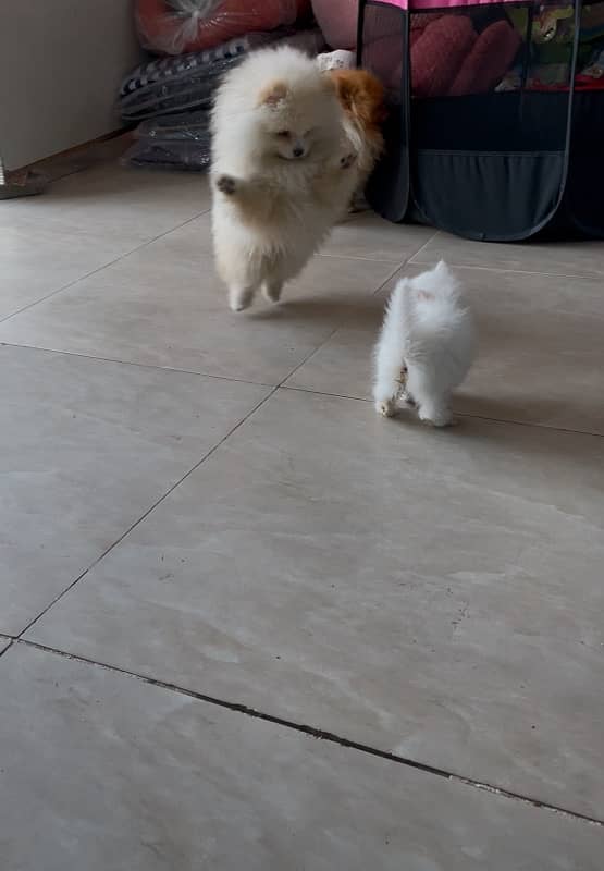 pure miniature size Pomeranian female pup 1