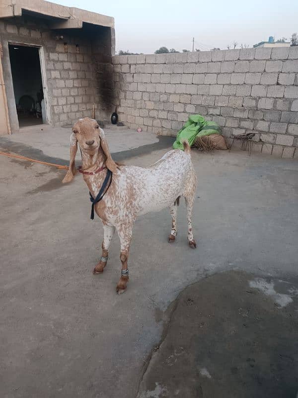 goats for sale 3