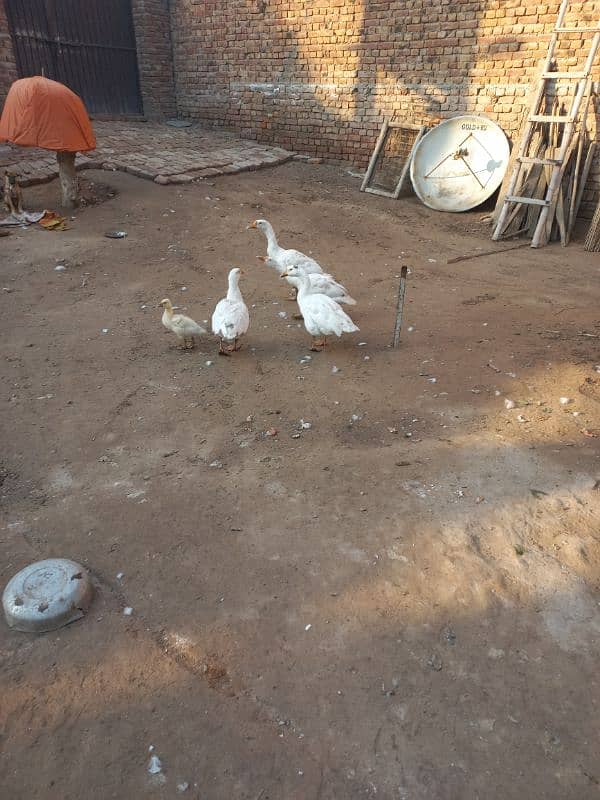 White duck pair with 1 baby 0