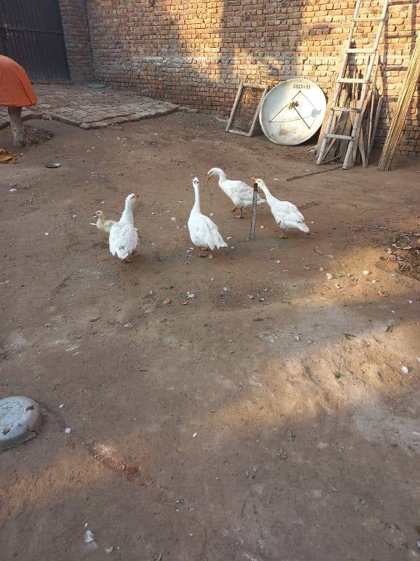 White duck pair with 1 baby 1