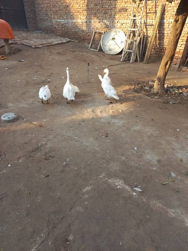 White duck pair with 1 baby 2