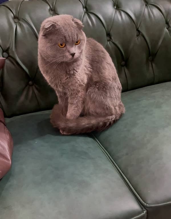 imported Scottish fold male cat available 1