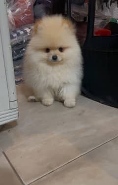 Pomeranian miniature size female pup