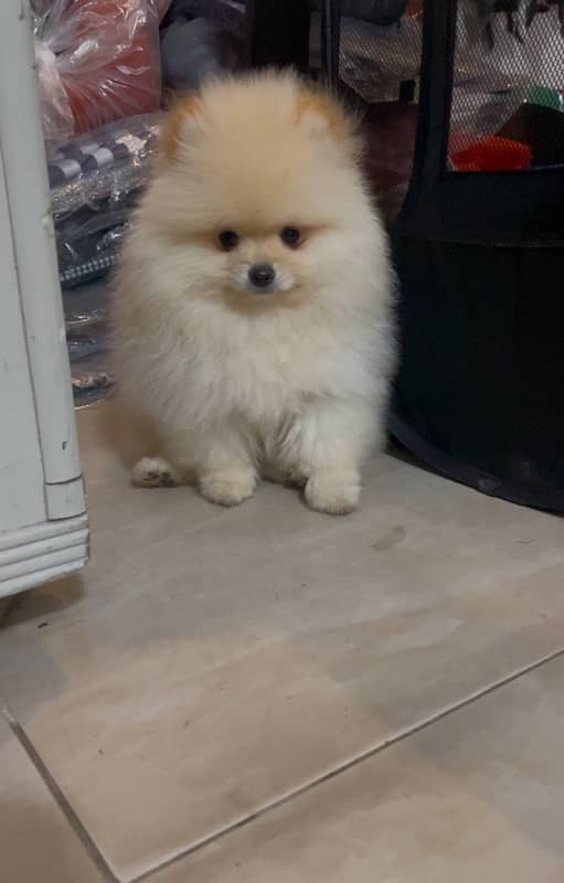 Pomeranian miniature size female pup 0