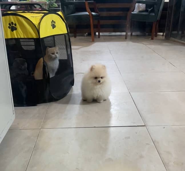 Pomeranian miniature size female pup 1