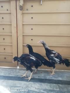 Mianwali Aseel | Aseel Pair | Hens For Sale