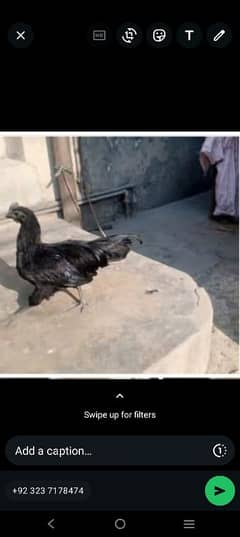 ayam cemani pair 5 months