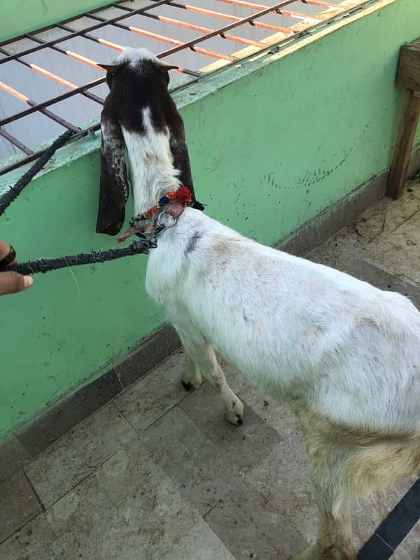 kamori bakri ha is Eid pe Tatar ha wazan ke hisab 2