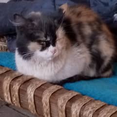 Persian Cat Female Full Trained