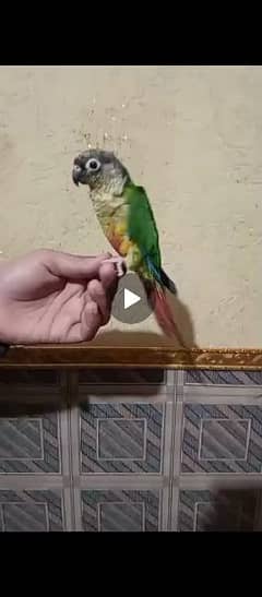 yellow sided tamed conure