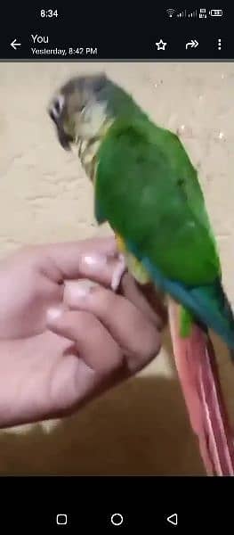 yellow sided tamed conure 1