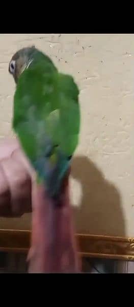 yellow sided tamed conure 2