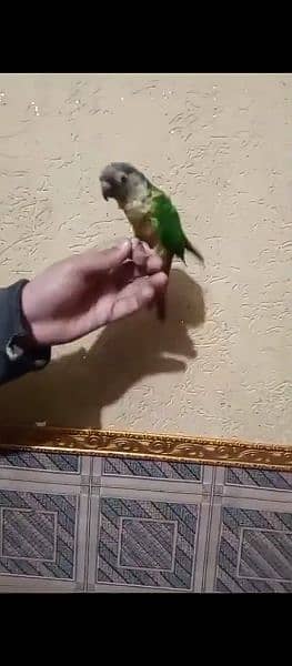 yellow sided tamed conure 3