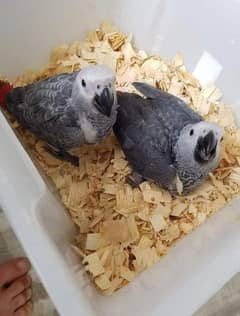 African grey parrot for sale age 3 month