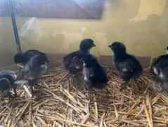 australorp one day chicks