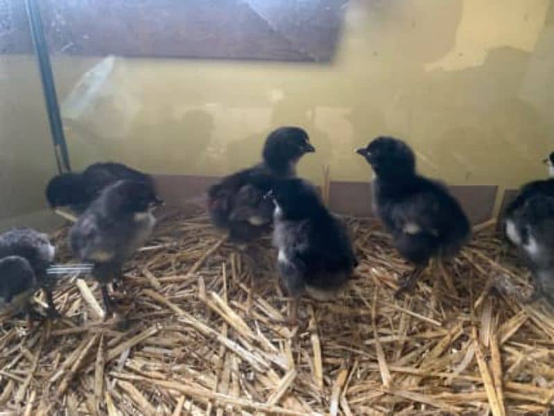 australorp one day chicks 0