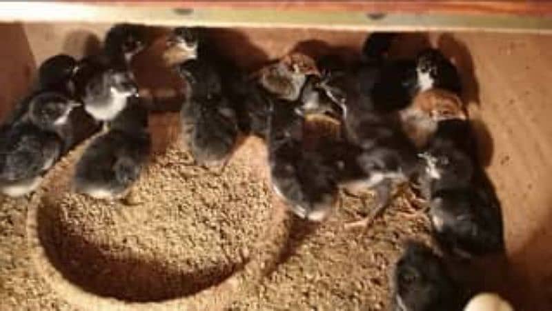 australorp one day chicks 1