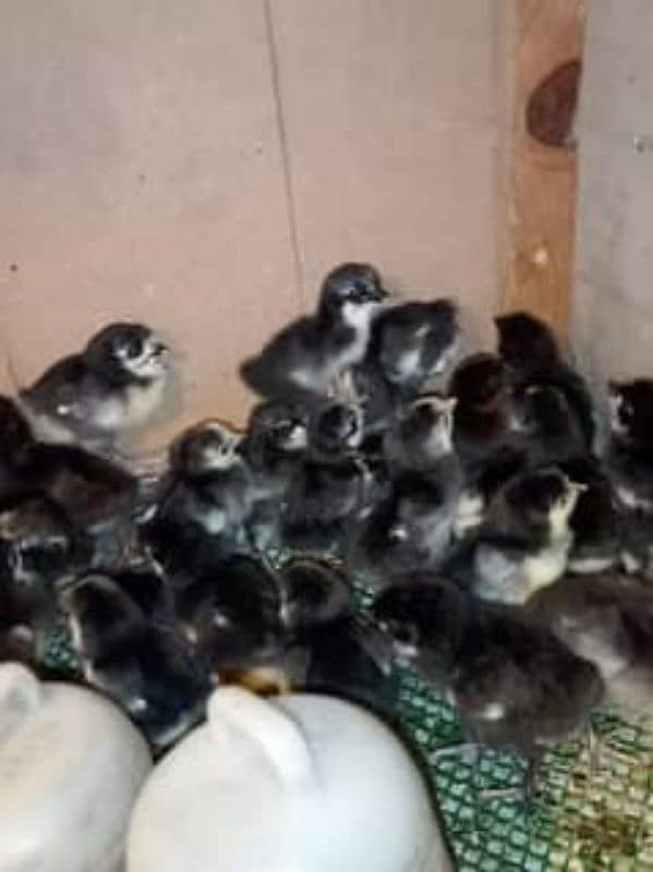 australorp one day chicks 2