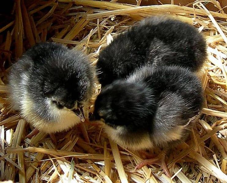 australorp one day chicks 5