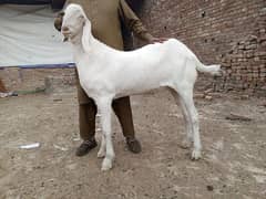 dase beetal bakra healthy and active