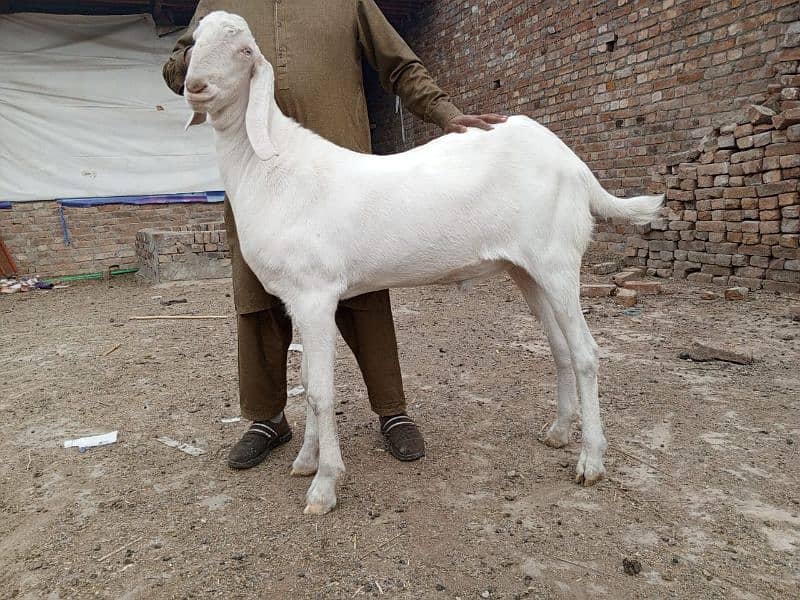 dase beetal bakra healthy and active 0