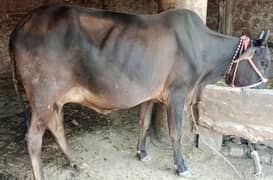 desi karass cow 7kg dudh sath bachri