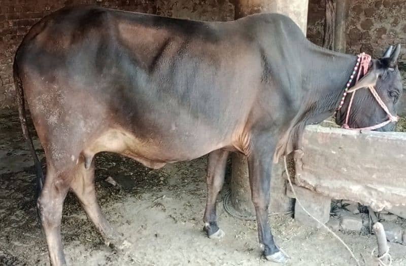 desi karass cow 7kg dudh sath bachri 03432061338 0