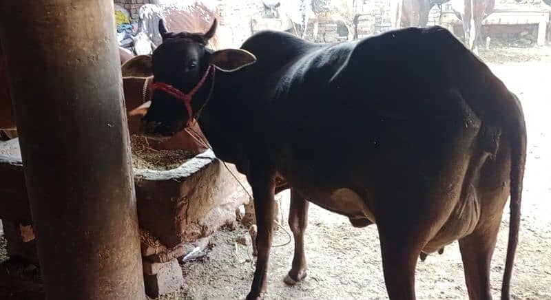 desi karass cow 7kg dudh sath bachri 03432061338 1