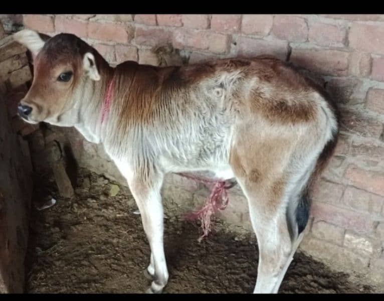 desi karass cow 7kg dudh sath bachri 03432061338 2