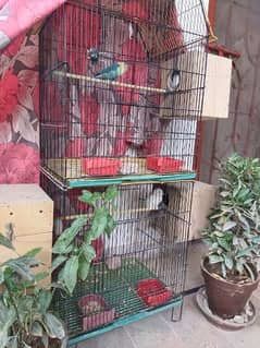 sale cages & parrots